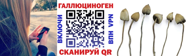 закладка  Сухой Лог  Псилоцибиновые грибы мицелий 